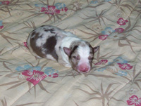 Red Merle Tricolor Male Pup